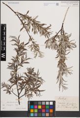 Foto von Salix eleagnos Scop.